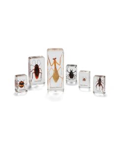 Insects And Spiders Real Life Specimens